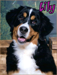 lilyhead2.jpg (22887 bytes)